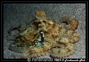Octopus vulgaris. by Ferdinando Meli 